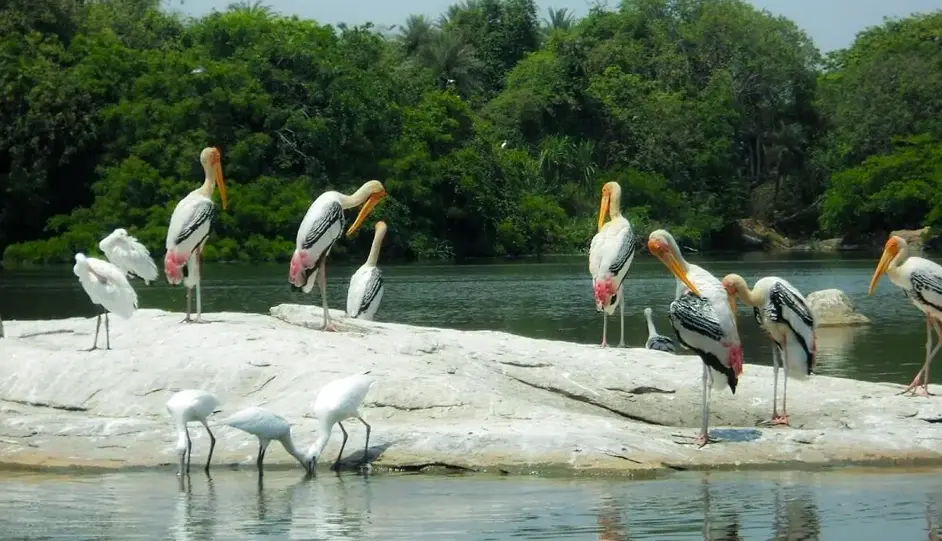 Kerala Backwater Tour